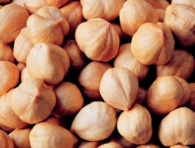 OREGON - Dünya Türk Fındığına Muhtaç