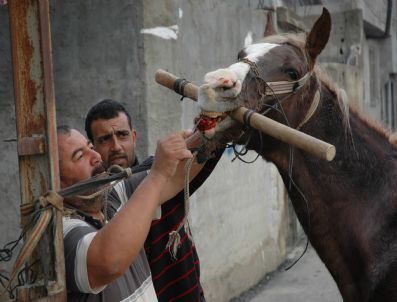 Çuvaldızlı Hayvan Diş Hekimi
