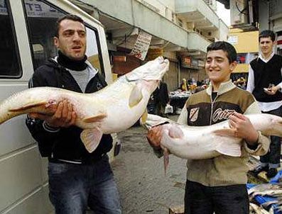 Dicle Nehri'nde 45 kiloluk turnalar
