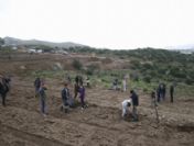 Ortakent'te Fidan Dikimi