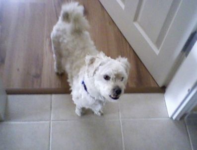 KEMAL NAZLı - Cinayeti İlk Köpek Gördü