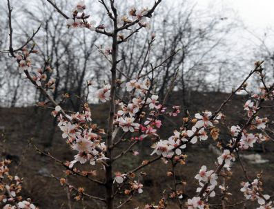 ZIGANA DAĞı - Torul'da Kayısı Ağaçları Çiçek Açtı, Zigana Dağı'na Kar Yağdı