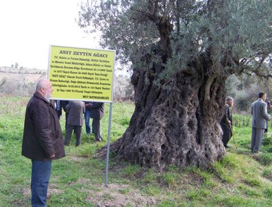 OSMAN YENIDOĞAN - Anıt Zeytin Ağacı 1.300 Yaşında