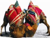 Develer Söke Fakültesi Ve Bağarası İçin Güreşecek