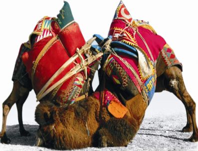 Develer Söke Fakültesi Ve Bağarası İçin Güreşecek