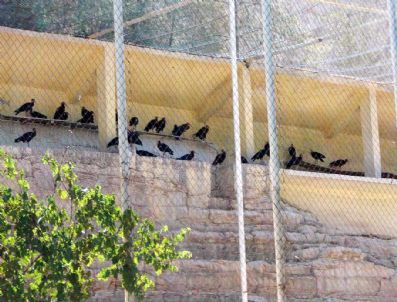 KELAYNAK - Kelaynak Kuşları 2010 Üreme Dönemi İçin Doğaya Bırakıldı