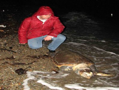 Ölü Caretta Caretta Karaya Vurdu
