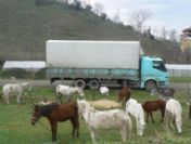 Ordu'da Hayvan Kaçakçılığı
