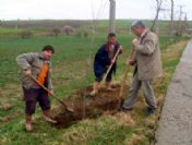 Bolayır Belediyesi'nden Fidan Dikim Seferberliği