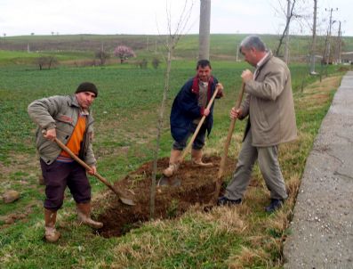 BOLAYıR - Bolayır Belediyesi'nden Fidan Dikim Seferberliği