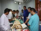 İstanbul Büyükşehir Belediyesi 42 bin 957 hayvanı tedavi etti