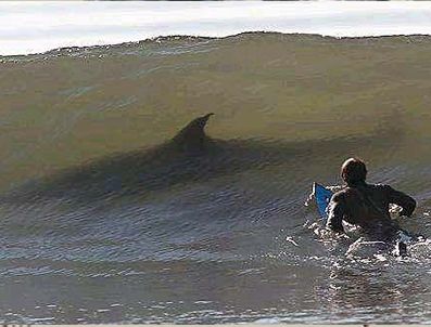 Köpekbalıkları bir sörfçüyü parçaladı