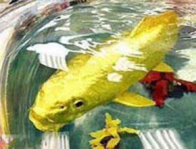 GUANGZHOU - Balık değil mücevher sanki