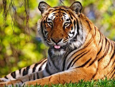 Evinde 5 kaplan besliyor