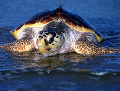 Caretta caretta'lar yurtsuz kalacak