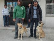 Narkotik köpeklerinden geçit yok