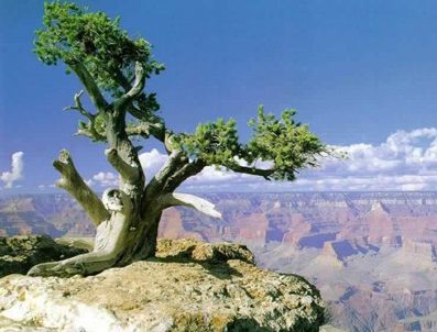 Ağaç uçuruma yuvarlanan aracı durdurdu