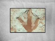 Bu ayak izi 100 milyon yıllık