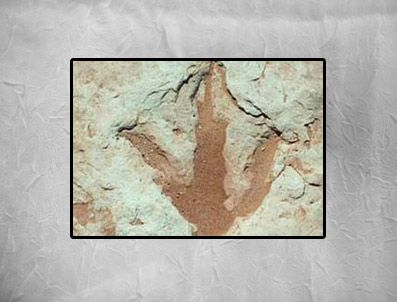 PALEONTOLOJI - Bu ayak izi 100 milyon yıllık