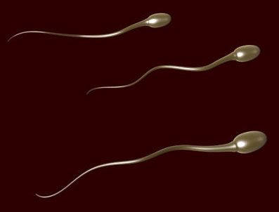 SPERM - Spermin sırları çözülüyor mu?