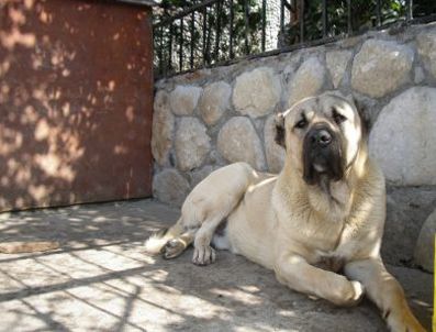 Hacze giden avukat bahçedeki köpeği öldürttü