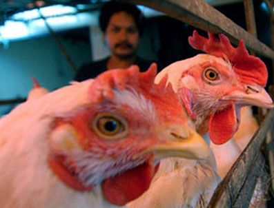 Rusya'da 2012'den sonra tavuk ithal edilmeyecek