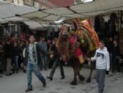 Develer Güreş Öncesi Görücüye Çıktı