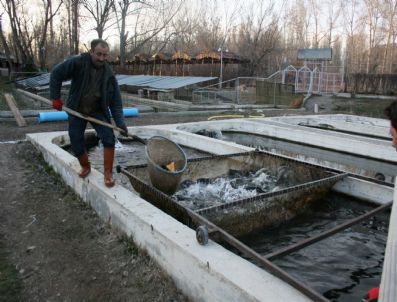 Alabalık Tesisleri Yaz Sezonuna Hazırlanıyor