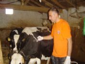 Hisarcık'ta İlkbahar Şap Aşısı Kampanyası Başladı