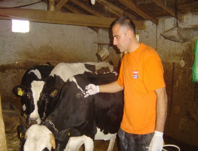 Hisarcık'ta İlkbahar Şap Aşısı Kampanyası Başladı