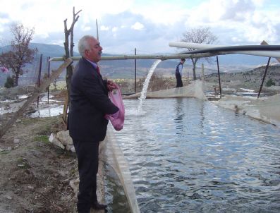 ŞEYHLER - Şeyhler Belediye Başkanı'nın Alabalık Merakı