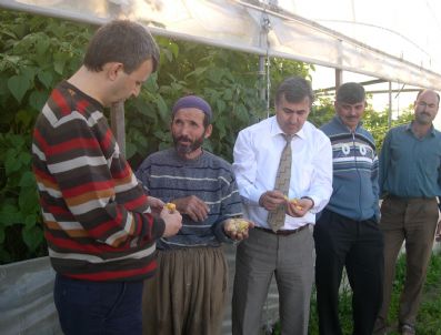 KLEOPATRA - Silifke'de Yer Kirazı Üretimi Başladı