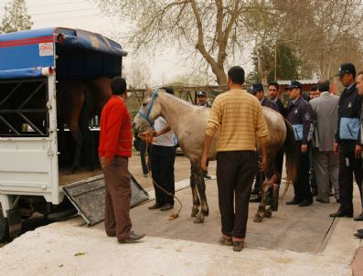 Ceyhan'da At Operasyonu