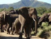 Filler köyleri istila etti