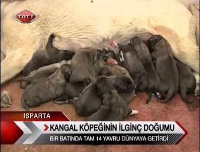 SEDAT AKTAN - Kangal köpeğinin ilginç doğumu