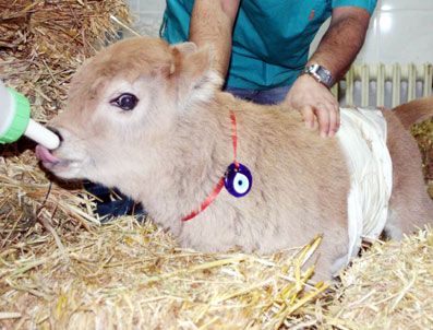 KLON - Türkiye'nin En Ağır Klon Buzağısı Dünyaya Geldi