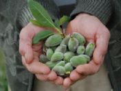 Çağlanın Kilosu 15 Tl