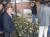 Hisarcık'ta Çiftçilere Ücretsiz Fidan Dağıtıldı