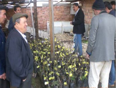 Hisarcık'ta Çiftçilere Ücretsiz Fidan Dağıtıldı