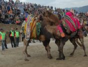 Milas'ta Ücretsiz Deve Güreşi