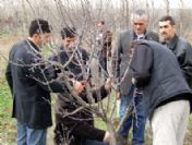 Suşehri'nde Ağaç Budama Ustaları Yetişiyor