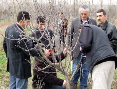 Suşehri'nde Ağaç Budama Ustaları Yetişiyor