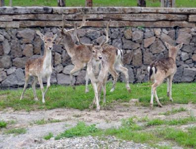 İZMIR DOĞAL YAŞAM PARKı - Doğal Yaşam Parkı'nda Alageyik Sevinci