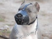 Silah'ın yerini Pitbull aldı