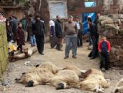 Ahlat'ta Ahır Çöktü: 13 Koyun Telef Oldu