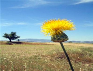 BENCIK - (özel) - Peygamberçiçeği'ne Koruma Projesi