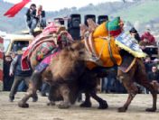 Çan'da Deve Güreşi Festivaline Büyük İlgi