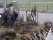 Pazarlarlı Üreticilere Ücretsiz Fidan Dağıtıldı