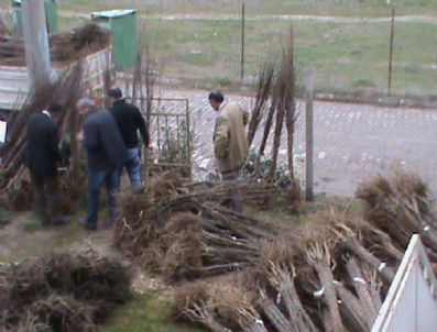 Pazarlarlı Üreticilere Ücretsiz Fidan Dağıtıldı