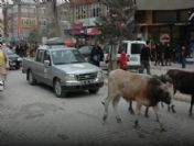 Zabıta Ekibinden Başıboş Hayvan Operasyonu